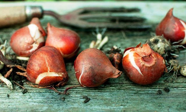 Jak zasadit tulipány do jarních cibulovin v otevřeném terénu