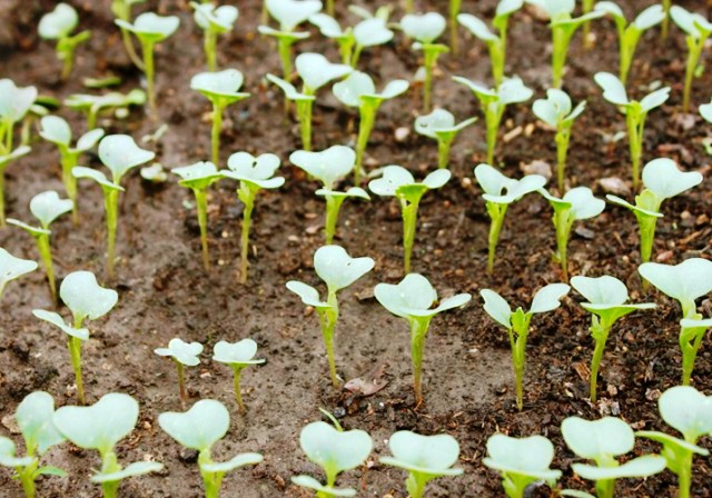 Как вырастить цветную капусту из семян рассадой