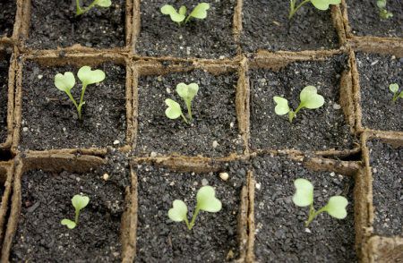 Как вырастить цветную капусту из семян рассадой