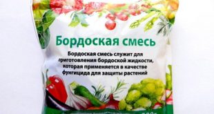 Посадка гладиолусов весной: когда и как посадить?