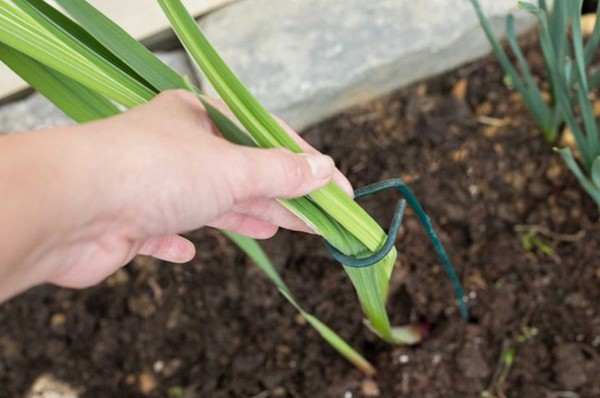 Посадка гладиолусов весной: когда и как посадить?