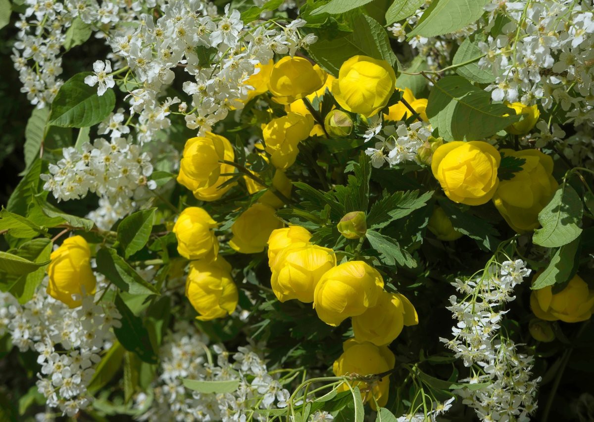 May flowers. Майские цветы. Майский цвет. Майский растение. Прекрасные майские цветы.