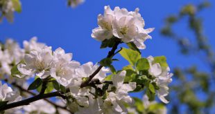 Лунный календарь на май 2021 года садовода и огородника цветовода
