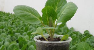 Выращивание рассады капусты из семян в домашних условиях