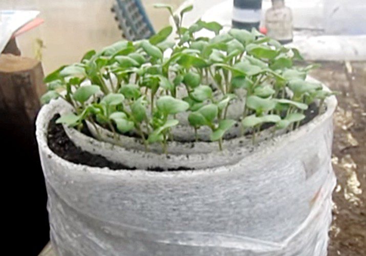 Выращивание рассады капусты из семян в домашних условиях