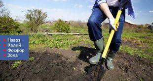 Как сажать лук весной в открытый грунт на головку