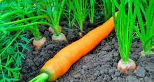 Как сажать морковь, чтобы не прореживать в 2020 году?