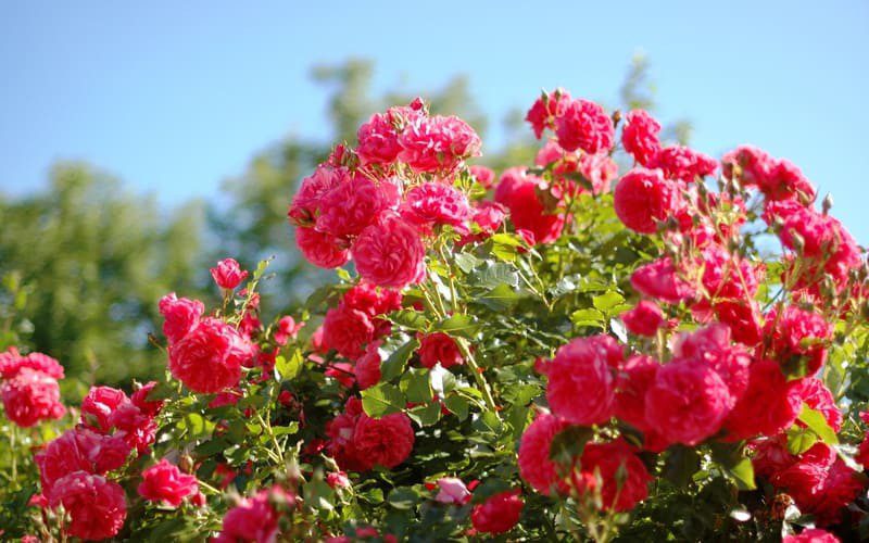 Подкормка роз весной для цветения