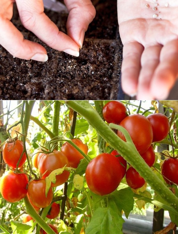 Благоприятные дни для высадки томатов в мае 2020 года по лунному календарю