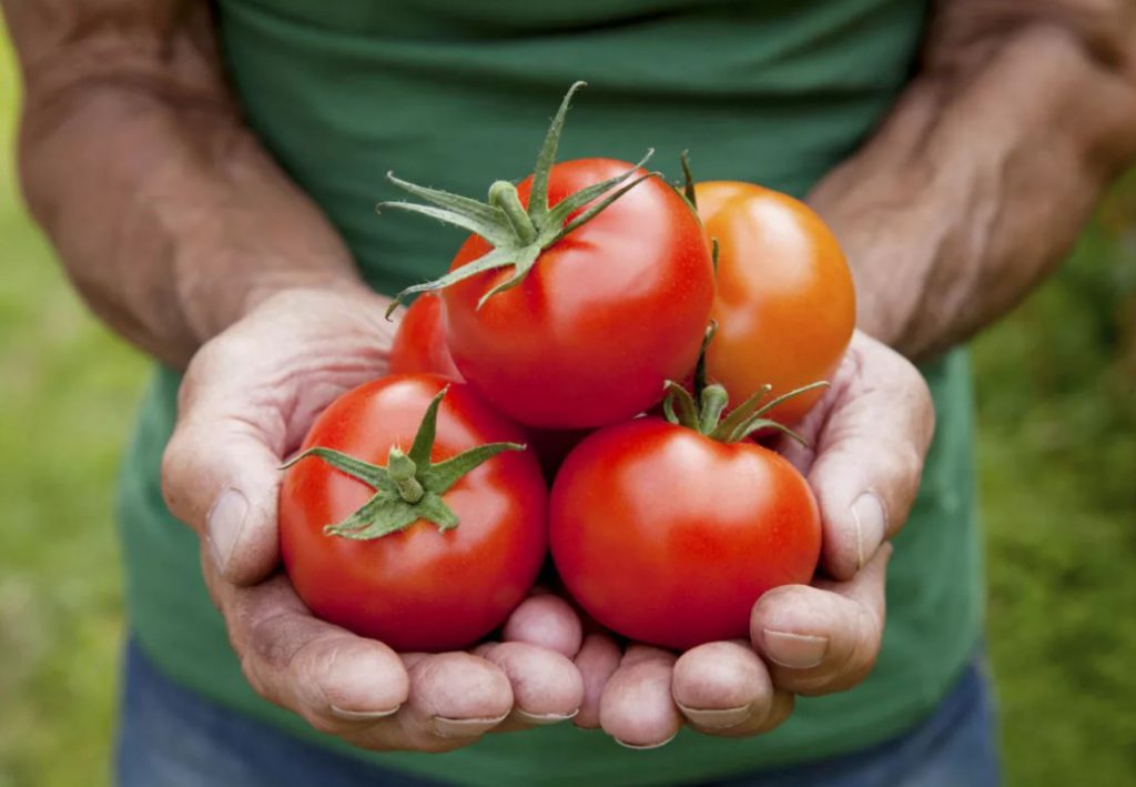 Благоприятные дни для пикировки томатов в мае 2020 года по лунному календарю