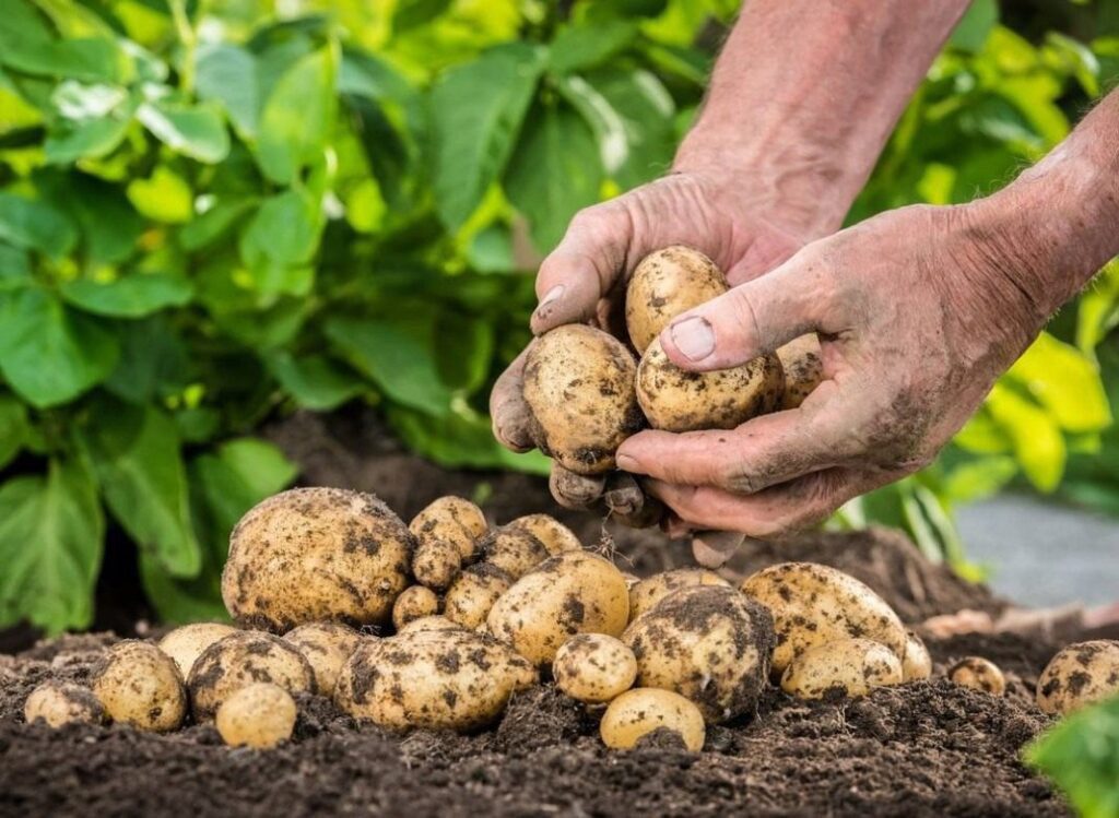 Удобрения картофеля для увеличения урожая