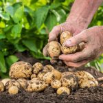 Удобрения картофеля для увеличения урожая