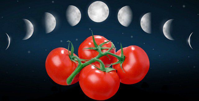 Благоприятные дни для высадки томатов в июне 2020 года по лунному календарю
