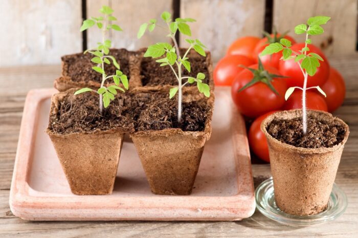Благоприятные дни для высадки томатов в июне 2020 года по лунному календарю
