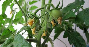 Чем подкормить томаты во время цветения и плодоношения в открытом грунте