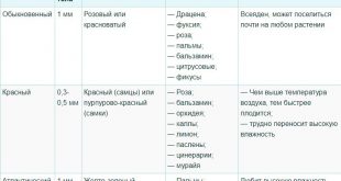 Паутинный клещ на комнатных растениях как бороться в домашних условиях