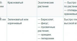 Паутинный клещ на комнатных растениях как бороться в домашних условиях