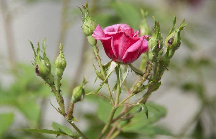 Как выглядит тля на розах садовых фото