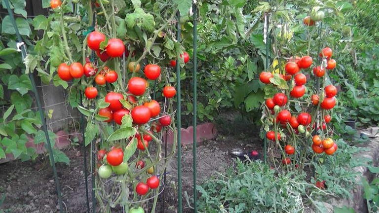 Чем подкормить томаты во время цветения и плодоношения в теплице