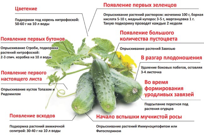 Чем полить огурцы чтобы листья не желтели и не сохли