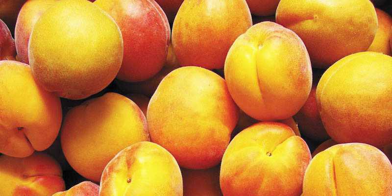 apricot zamorozka 1