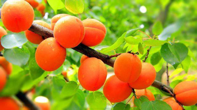 Варенье из абрикосов без косточек королевский рецепт с грецкими орехами