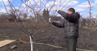 Обрезка алычи осенью для начинающих в картинках пошагово видео