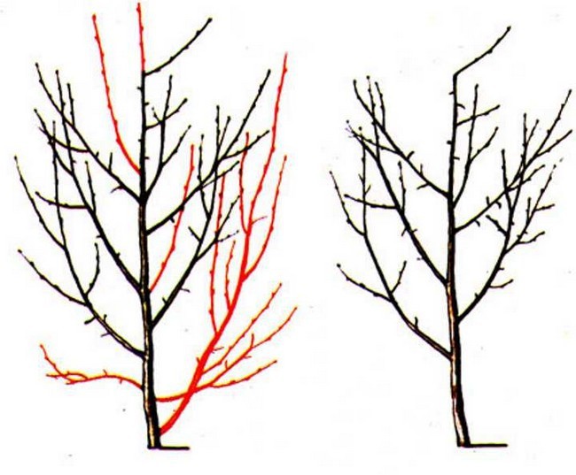 Схема обрезки абрикоса осенью для новичков в картинках