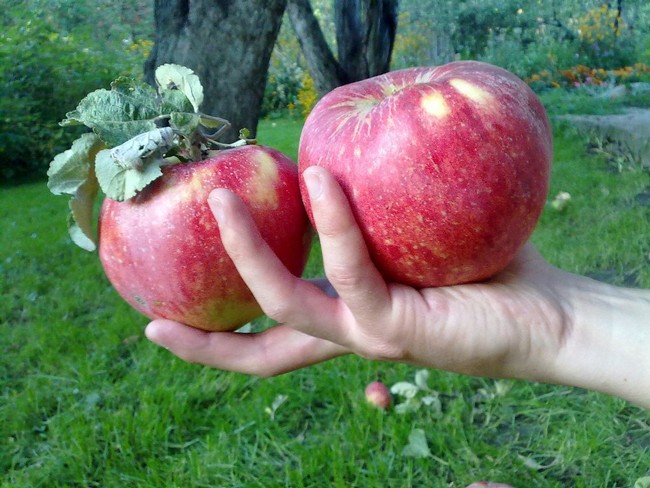 Обрезка яблони осенью для начинающих в картинках пошагово видео
