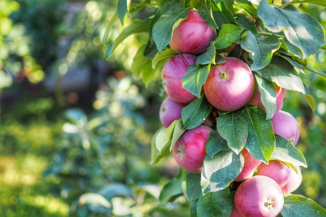Обрезка колоновидной яблони осенью для начинающих в картинках пошагово