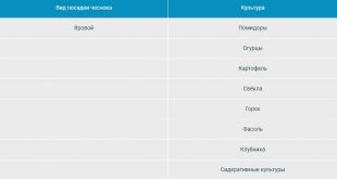 Что можно посадить на грядку после чеснока на следующий год таблица