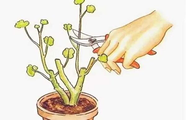 Хризантемы в горшках как ухаживать в домашних условиях после покупки