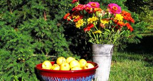Лунный календарь на октябрь 2020 года садовода и огородника цветовода