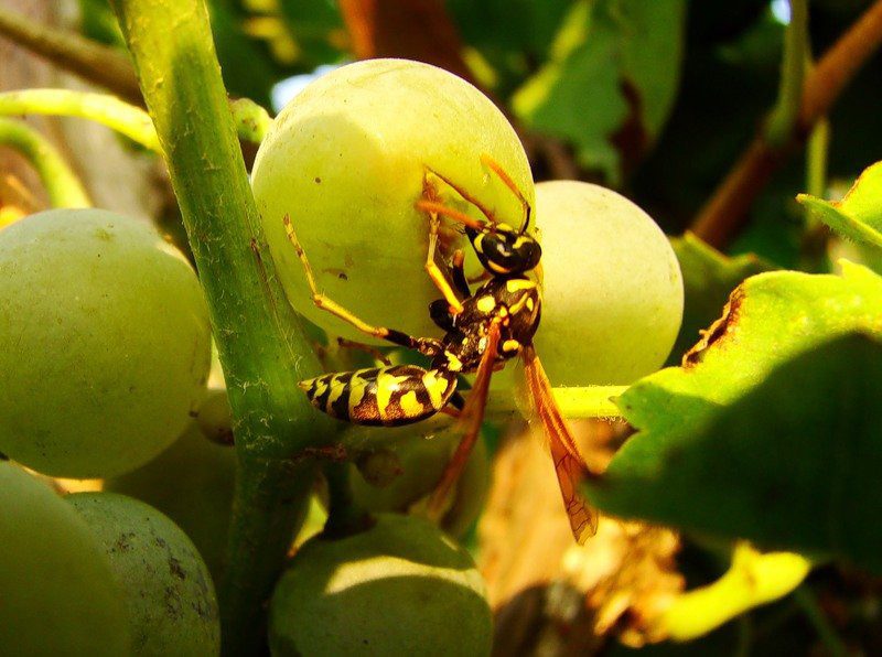 Осы едят виноград: как с ними бороться?