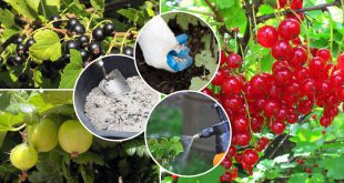Какие удобрения внести для ягодных кустарников осенью