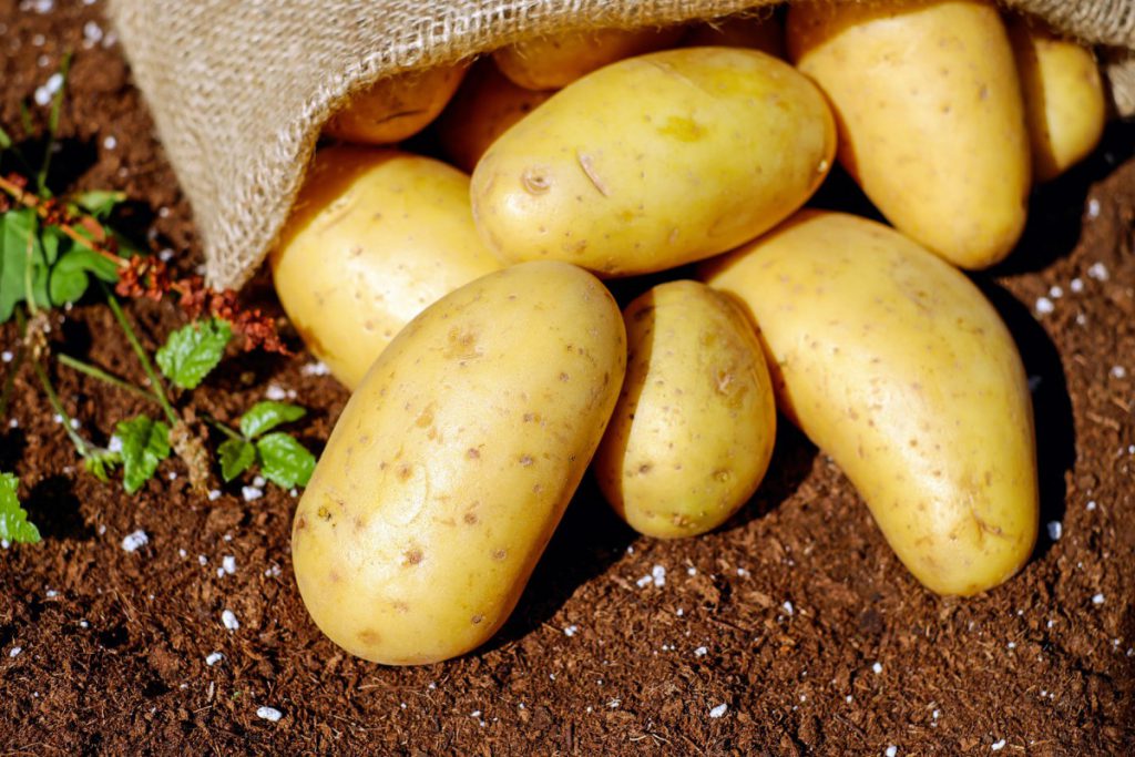 Какое удобрение нужно вносить осенью под картофель