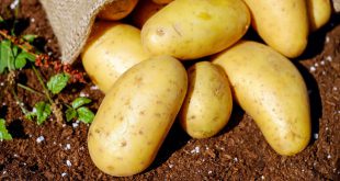 Какое удобрение нужно вносить осенью под картофель