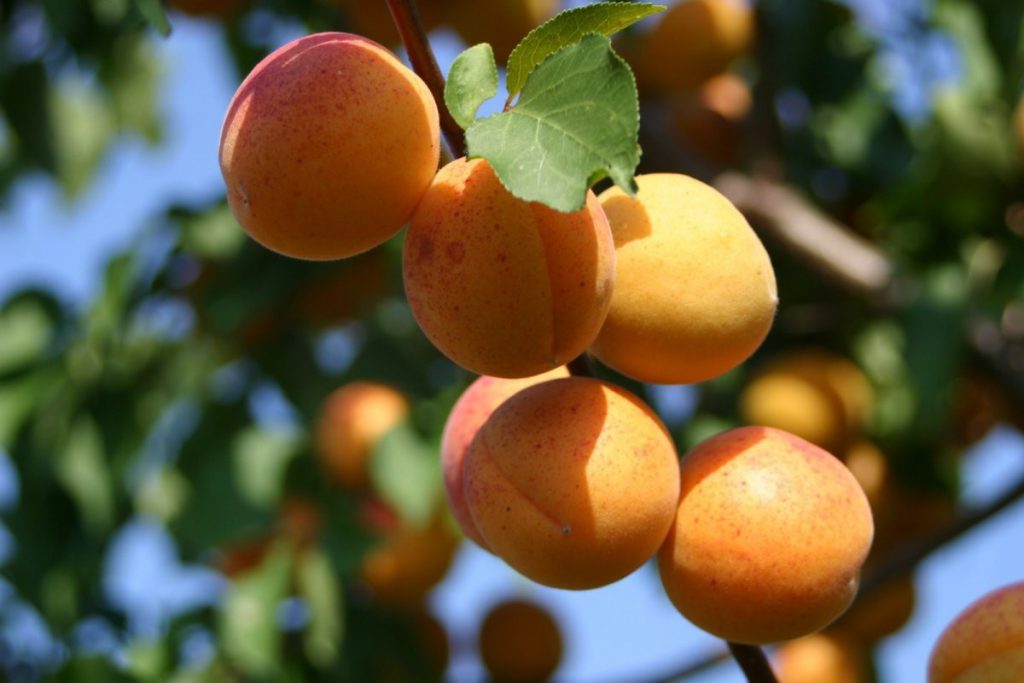Обрезка абрикоса осенью для начинающих в картинках пошагово видео