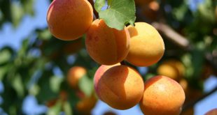 Обрезка абрикоса осенью для начинающих в картинках пошагово видео
