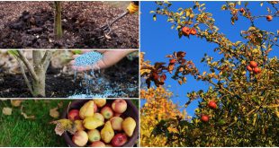 Какие удобрения вносят осенью под плодовые деревья