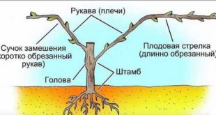 Как обрезать виноград осенью для начинающих в картинках пошагово