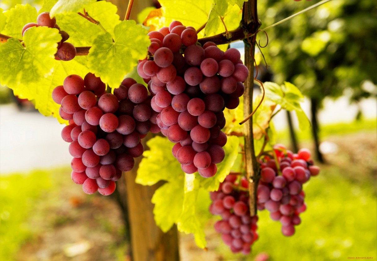 Как обрезать виноград осенью для начинающих в картинках пошагово