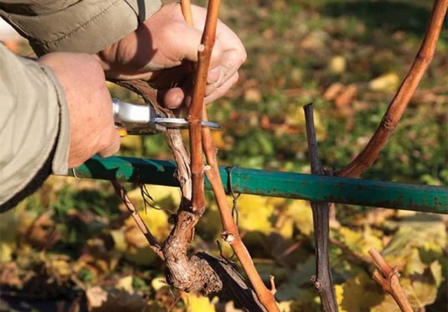 Как обрезать виноград осенью для начинающих в картинках пошагово