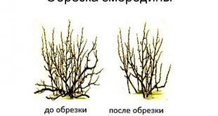 Обрезка кустарников осенью 2020 года по лунному календарю