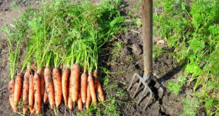 Благоприятные дни для сбора моркови в 2020 году