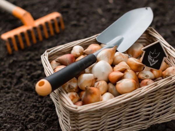 Výsadba tulipánů na podzim podle lunárního kalendáře 2020