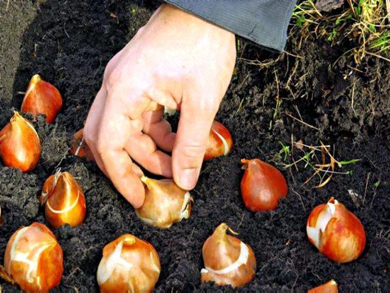 Výsadba tulipánů na podzim podle lunárního kalendáře 2020