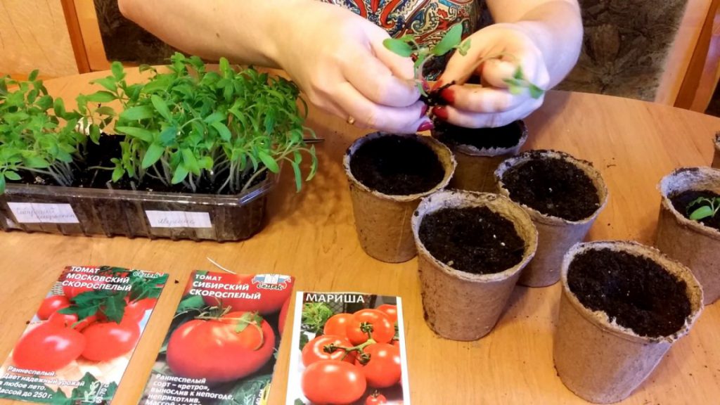 Благоприятные дни для посадки томатов 2021 года по лунному календарю