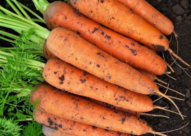 Лучшие сорта моркови на 2021 год для посадки