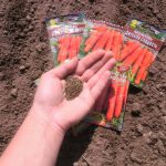 Благоприятные дни для посадки моркови в 2021 году по лунному календарю